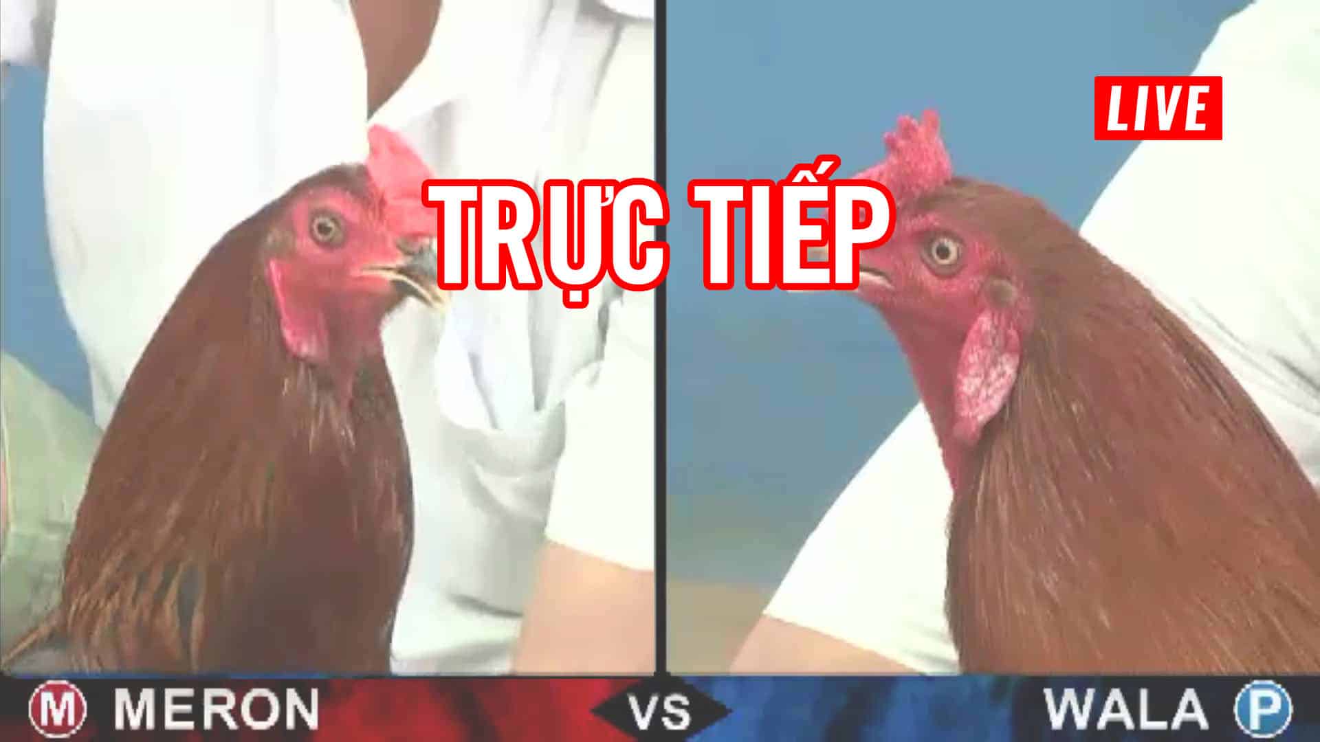 Đá gà Thomo