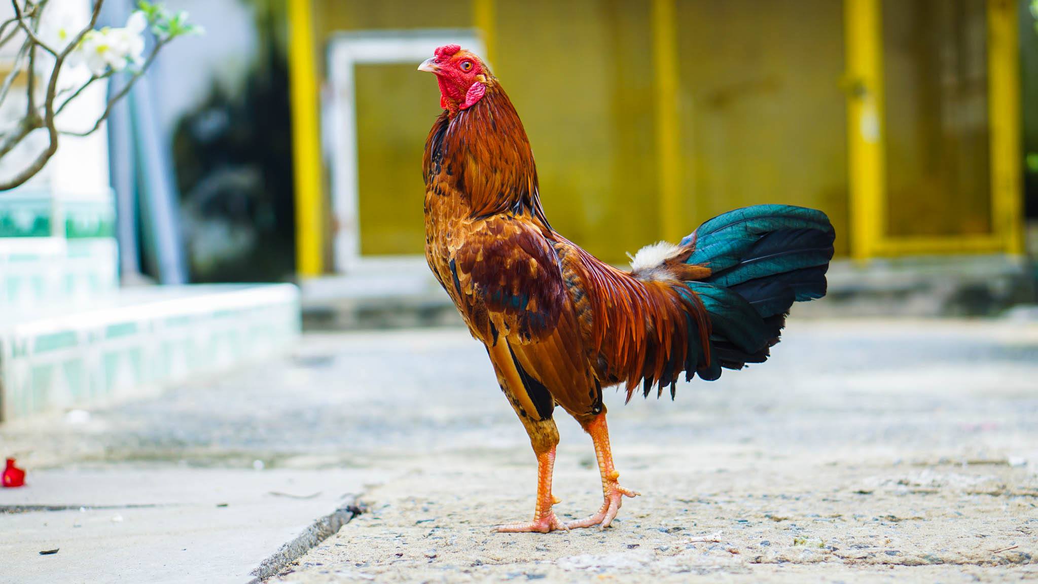  Cách nuôi gà đá chuẩn