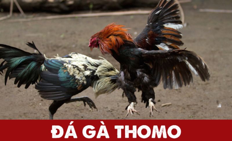 Đá gà Thomo 2021
