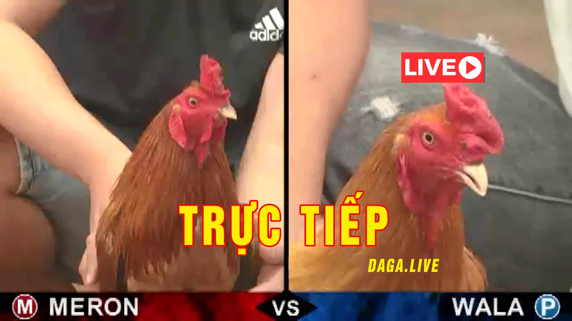Đá gà Thomo 2021