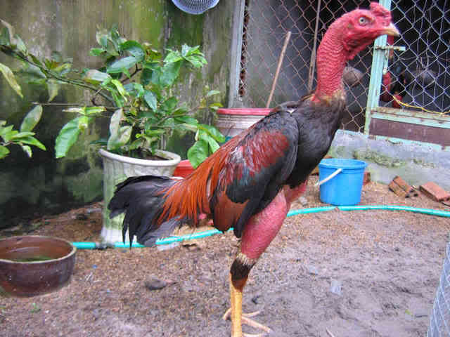 thichdaga.com
