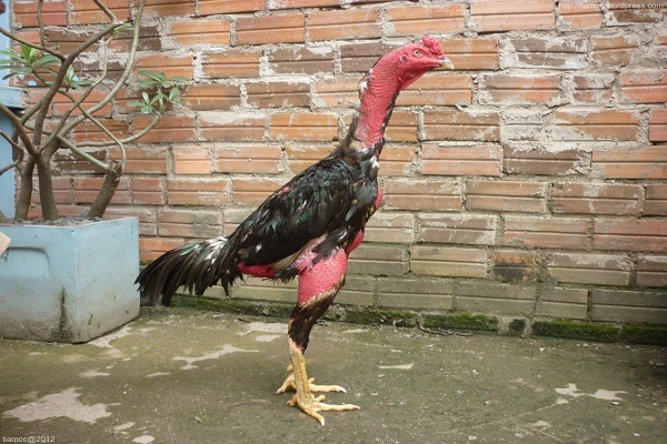 thichdaga.com