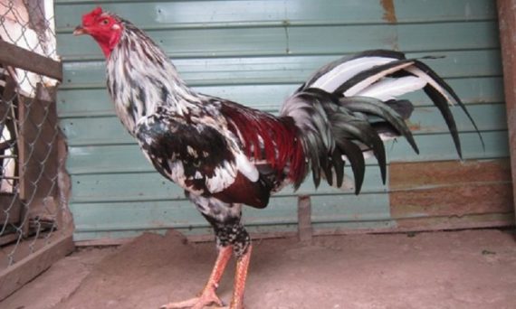 thichdaga.com