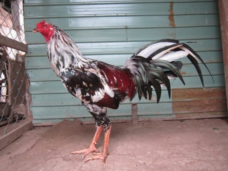 thichdaga.com