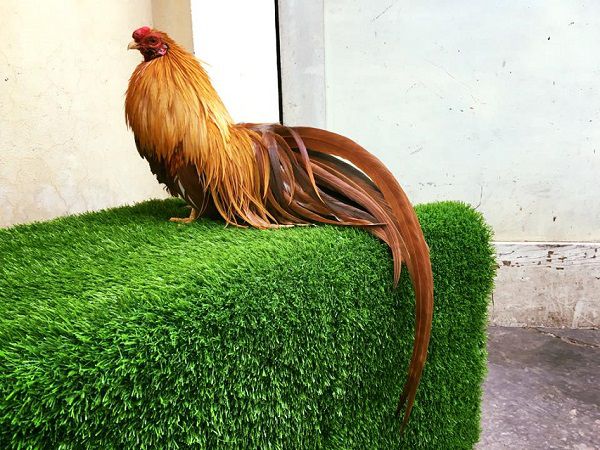 thichdaga.com