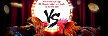 Danh sách những nhà cái đá gà online năm 2019