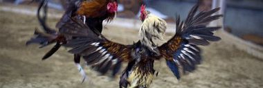 Đấu trường Thomo - Sự mới mẻ trong mạng đá gà trực tuyến