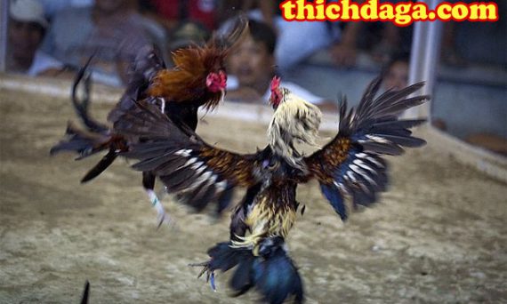 Đấu trường Thomo - Sự mới mẻ trong mạng đá gà trực tuyến