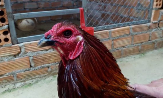 Giống gà đá mắt ếch sở hữu những đặc điểm quý hiếm của dòng linh kê