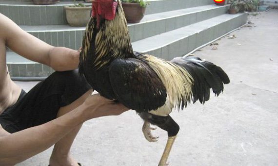 Tập lực gà đá cần phải biết những phương pháp này