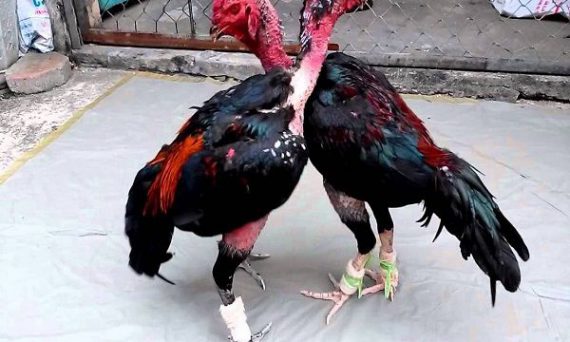 Uploaded ToChữa gà đá đau chân bằng những bí quyết do sư kê lâu năm truyền đạt lại