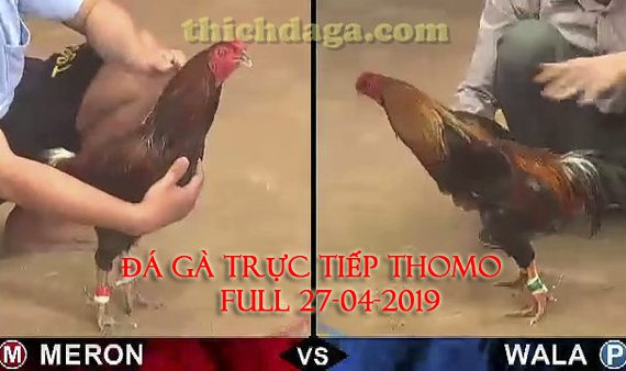 Các trận đá gà trực tuyến thomo mới nhất