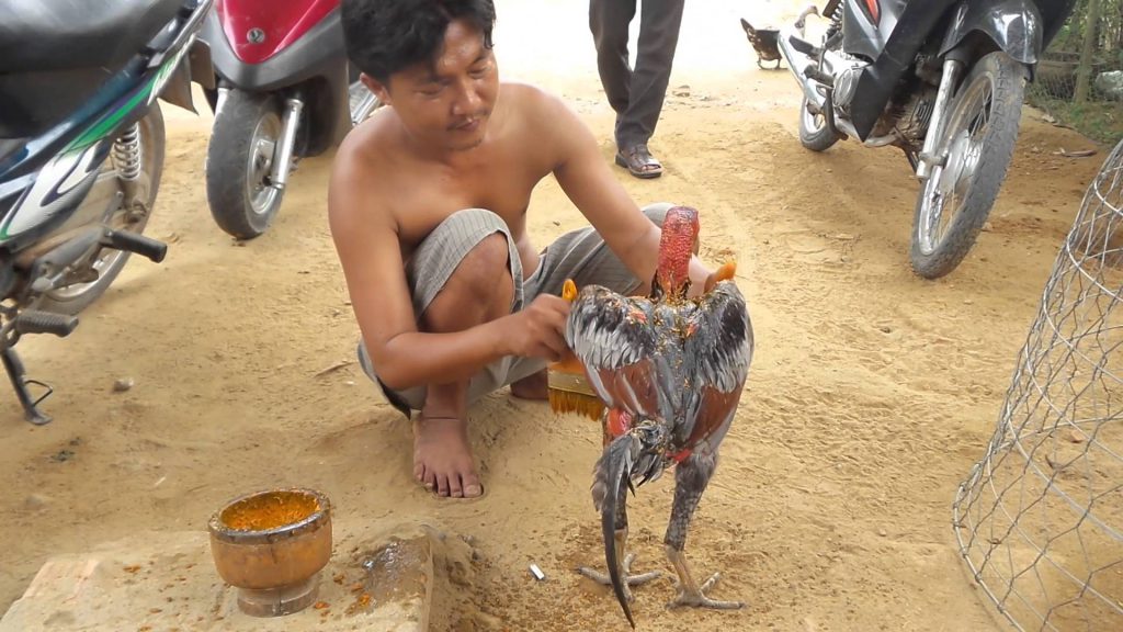 Cách vào nghệ gà đá theo đúng tiêu chuẩn của các sư kê kỳ cựu
