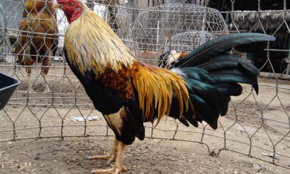 Bệnh gà đá khò khè cùng các cách điều trị thật hay dứt điểm căn bệnh