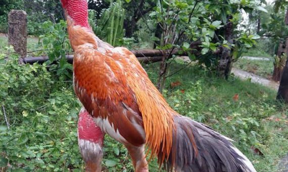 Các bệnh gà đá thường gặp và những cách phục hồi chữa trị khá tốt
