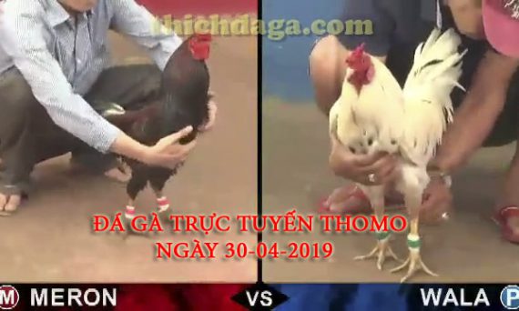 Các trận đá gà trực tuyến thomo mới nhất ngày 30-04-2019