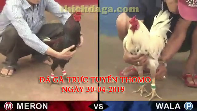 Các trận đá gà trực tuyến thomo mới nhất ngày 30-04-2019﻿