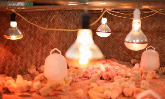 truc tiep da ga