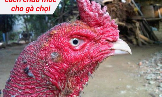 Gà đá bị nấm mốc , phải làm sao