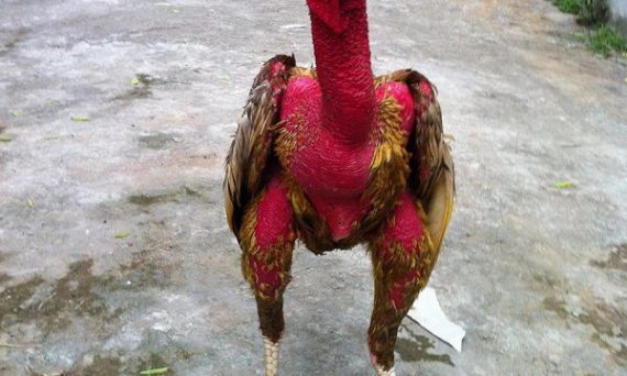 Xám Thần Chiến Kê Mạnh Nhất Lịch Sử