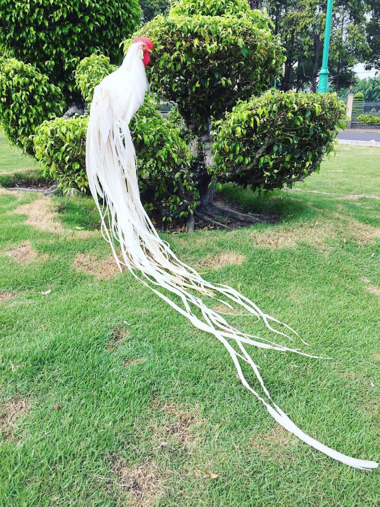 gà onagadori
