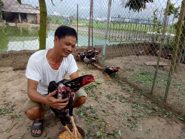 thu về hàng trăm triệu nhờ nuôi gà đá cựa sắt
