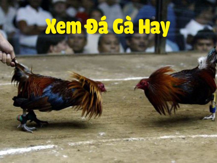 Đá gà trực tiếp thomo hôm nay