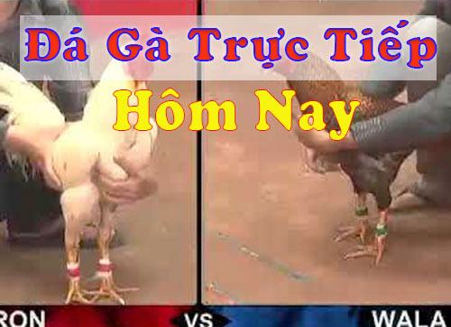 Đá gà trực tiếp hôm nay